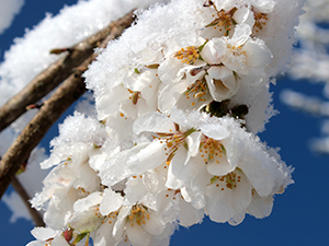 「3月」季節外れの降雪に注意!